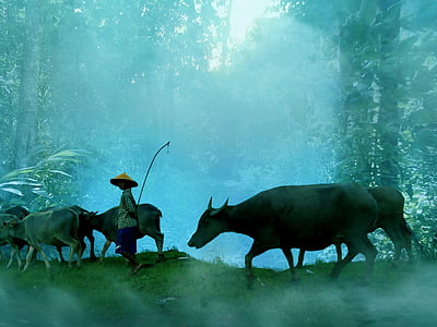 boy walking on forest with cow thumbnail