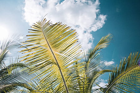 low angle photo of palm tree thumbnail