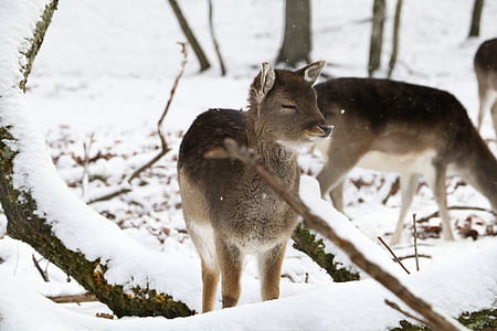 two brown 4-legged animals on snow covered ground near trees at daytime thumbnail