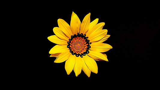 yellow Sunflower thumbnail