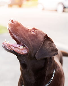 Chocolate Labrador Retriever With Stainless Steel Chain Collar thumbnail