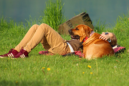 woman laying down on grass lawn next to adult brown Broholmer thumbnail