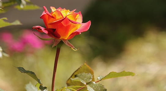 selective focus photography of blooming orange and red rose flower thumbnail
