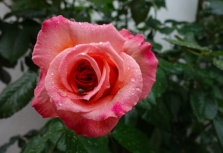 red and pink rose flower close-up photography thumbnail
