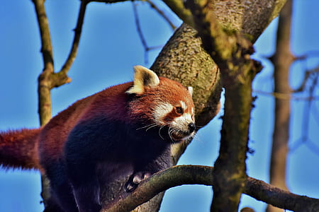 closeup photo of red panda under blue sky during daytime thumbnail
