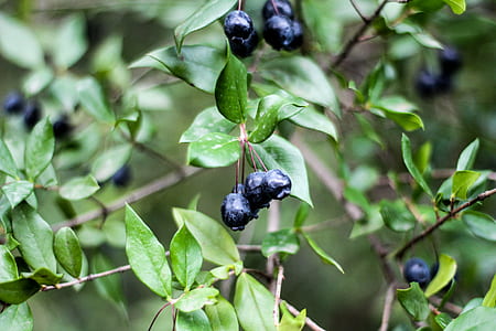 Close-Up Photography of Blueberries thumbnail