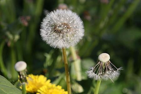 dandelion in shallow photography thumbnail
