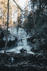 person with dog standing in the middle of forest thumbnail