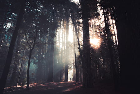 two person standing between trees thumbnail