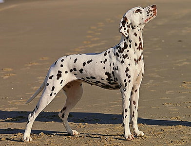 adult white and black Dalmatian thumbnail