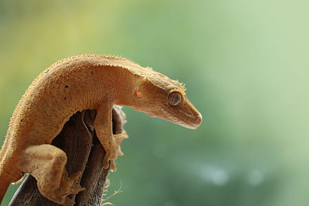 micro lens photography of yellow gecko thumbnail