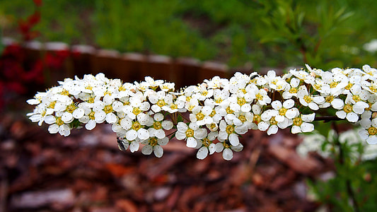 selective focus photography of white clustered flower thumbnail