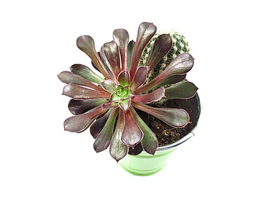 brown and pink flower thumbnail