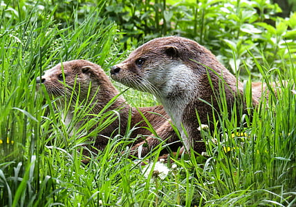 two squirrels on green grass field thumbnail