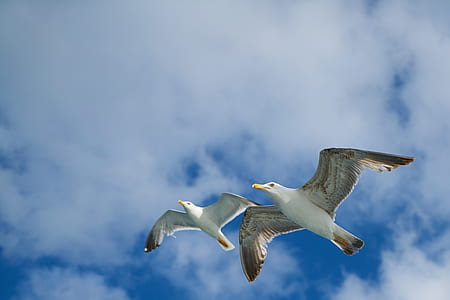 two white seagulls flying in the sky thumbnail