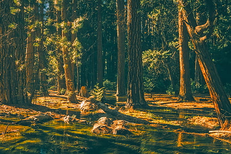 river between green leaf tree during daytime thumbnail