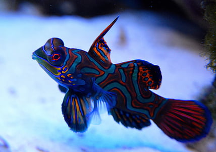 orange and blue fish thumbnail