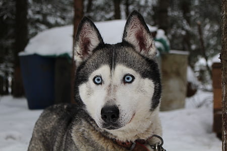 adult Siberian Husky on snowland thumbnail