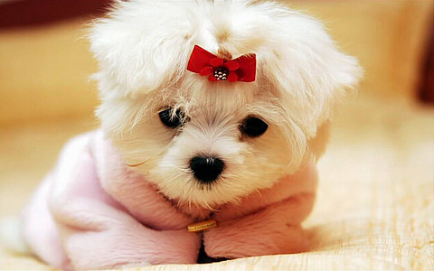selective focus photography of white puppy thumbnail