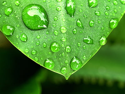 green leaf plant with rain drops closeup photo thumbnail