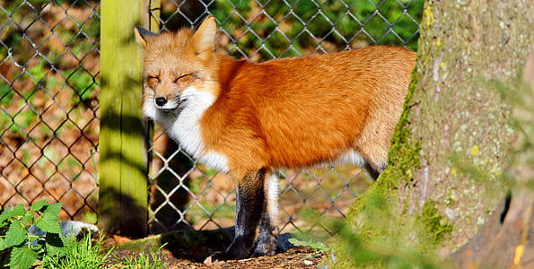 brown fox standing near fence and tree at daytime thumbnail