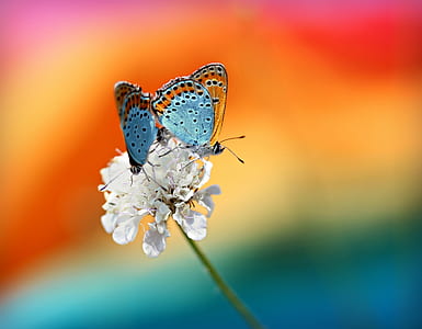 brown and blue butterflies on white petaled flowers thumbnail