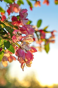 pink and white flowers photography during daytime thumbnail