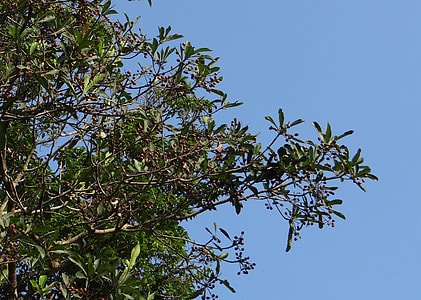 Aglaia Elaeagnoidea, Aglaia Roxburghiana thumbnail