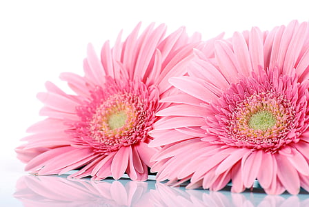 two pink sunflowers on white surface thumbnail