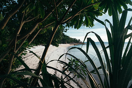 trees on seashore thumbnail