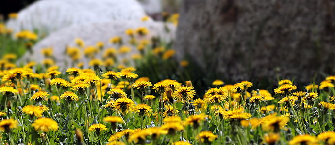 bed of yellow petaled flower thumbnail