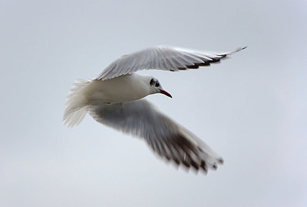 white flying red-billed gull thumbnail
