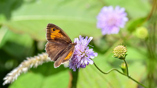 brown and yellow butterfly on purple petaled flower thumbnail