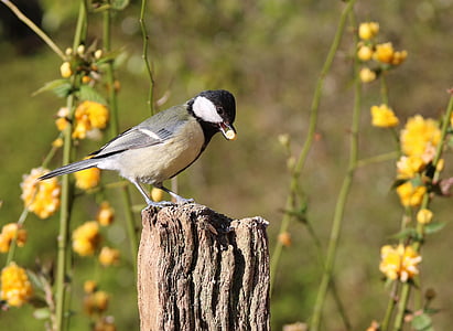 gray bird standing on brown stick thumbnail