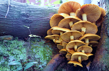 brown mushrooms thumbnail