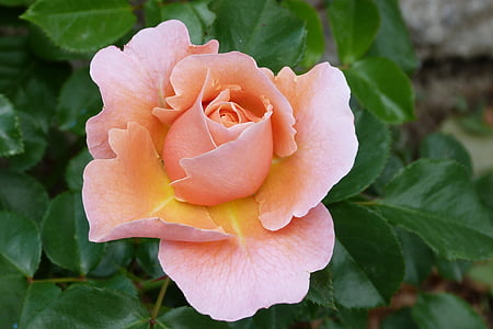 orange rose in close-up photography thumbnail