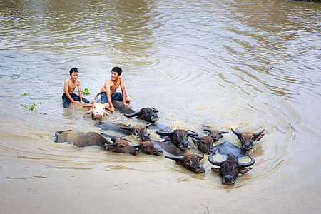 two men and black water buffalo on body of water at daytime thumbnail