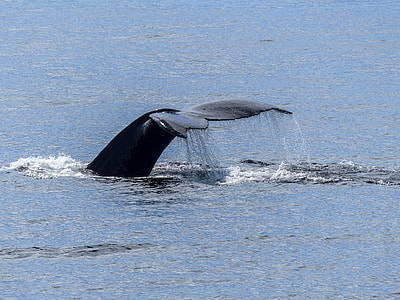 Whale going back into the Ocean in British Columbia, Canada thumbnail