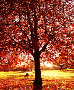 red leafed tree thumbnail