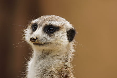 brown meerkat thumbnail