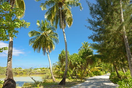 Coconut Trees thumbnail