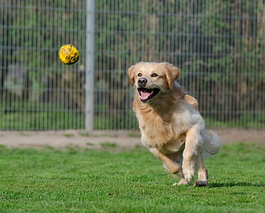 light golden retriever runs and about to catch yellow ball at daytime thumbnail