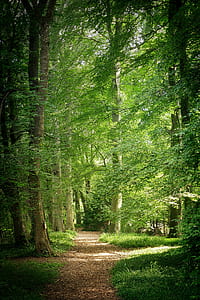 forest tree during daytime thumbnail