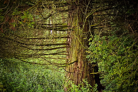 photo of green forest trees thumbnail