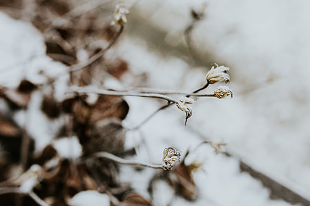 Close-ups of snowy trees thumbnail