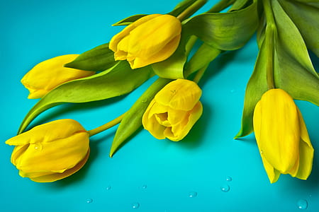 five yellow tulip flowers thumbnail