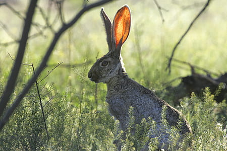 hare on grass thumbnail