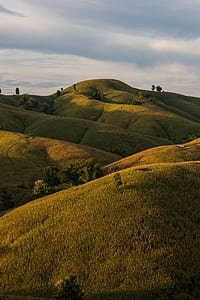 green grass with green trees thumbnail