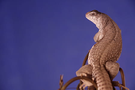 gray reptile looking sideways thumbnail