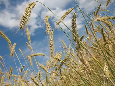 wheat under white clouds thumbnail